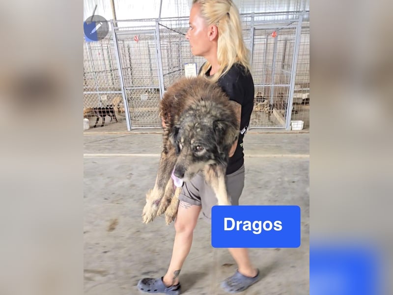Dragos, Rüde, *ca. 15.9.2014, ca. mittelgroß, liebt Menschen, verspielt, dominant