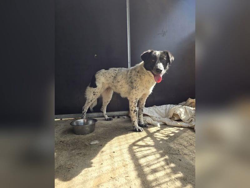 Polly. geb. ca. 11.12.2020, SH ca. mittelgroß, verspielt, fröhlich, sozial mit auserwählten Hunden