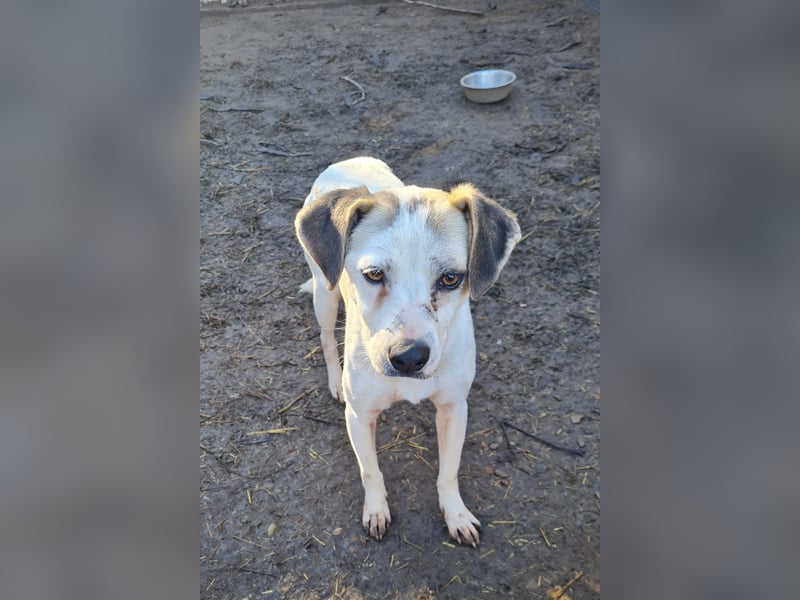 Kuki, geb. ca. 15.01.2021, SH mittelgroß , lieb, schüchtern, sozial