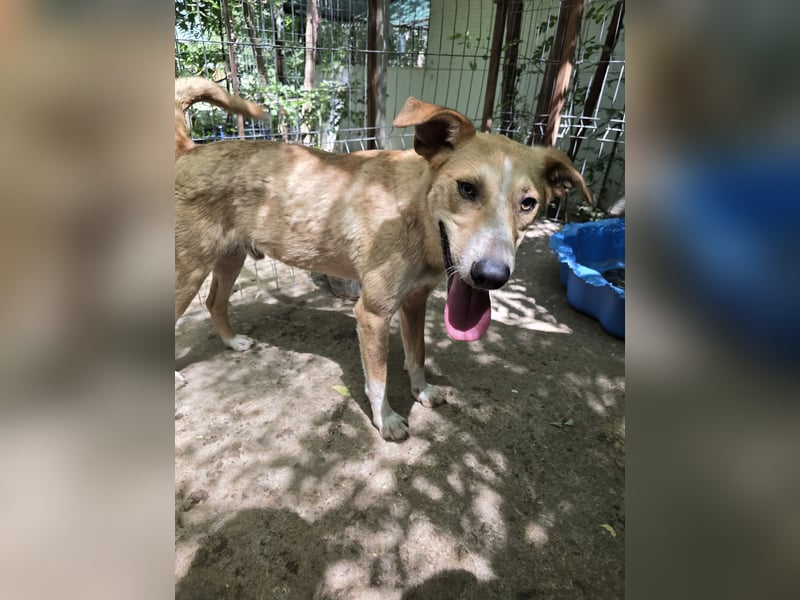 Dalton, ca, 2 ¼ jähriger Bub, SH ca. mittelgroß, freundlich, verspielt, sozial, verschmust