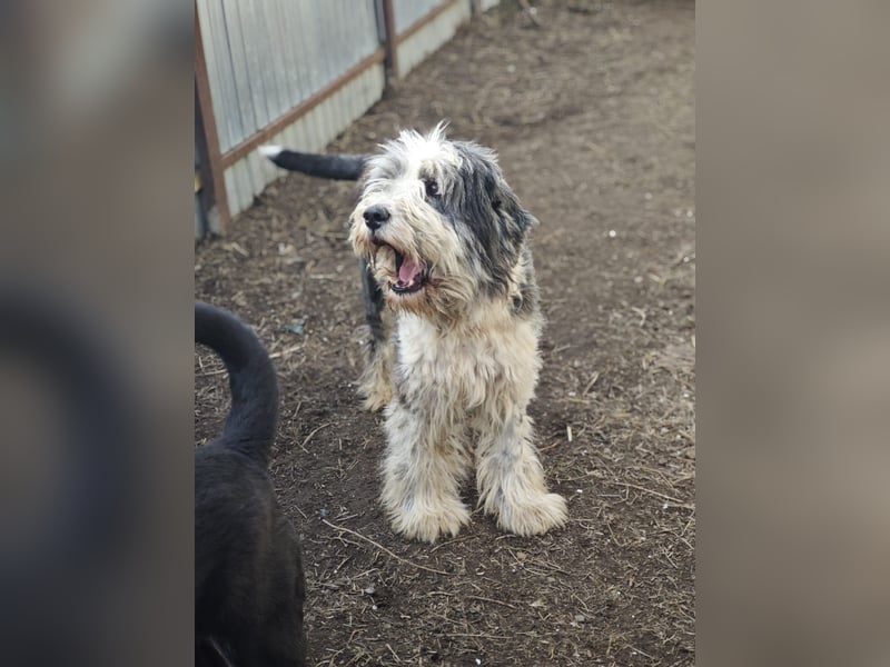 Benny, Rüde, *ca. 10.04.2018, ca. mittelgroß, aufmerksam, wachsam, sozial im Rudel