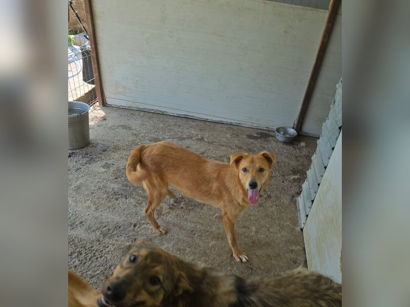 Anja, Hündin, *ca. 15.10.2024, ca. 50 cm, vorsichtig, liebevoll, sozial