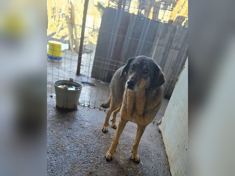 Tiffy, eine 8-jährige Hündin, mittelgroß, sozial, ängstlich, zögerlich,