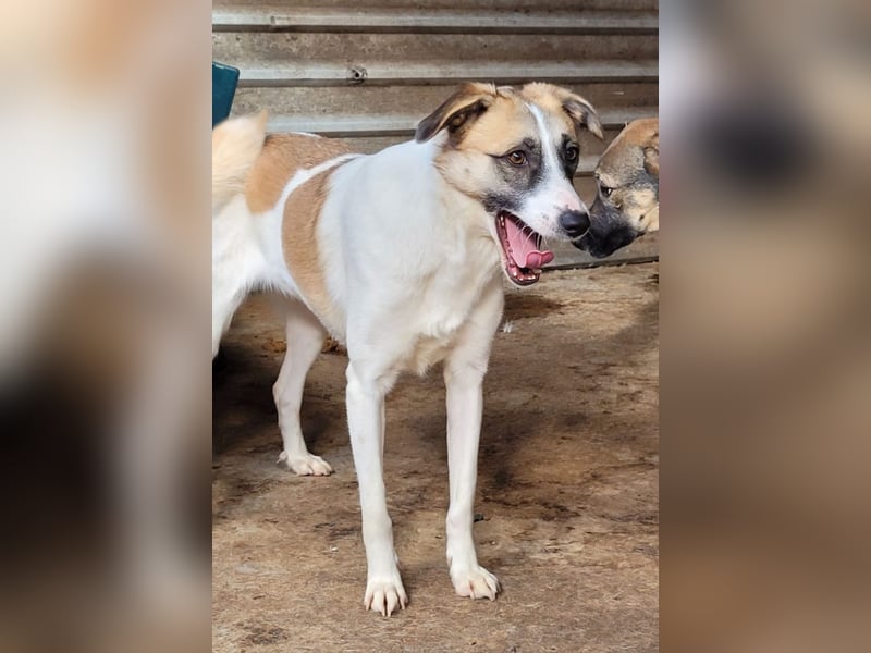 Marrone, 3 ½ jähriges Mädel, SH ca. 53 cm, freundlich, aufgeschlossen, verschmust, spielt gerne