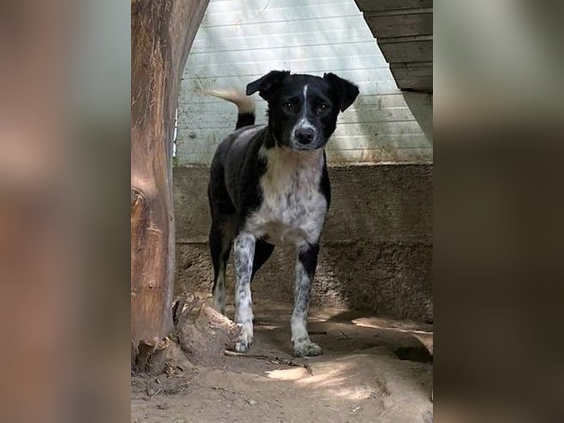 Mable, 4-jähriges Mädchen, SH ca. 55 cm, quirlig, freundlich, sozial, verspielt