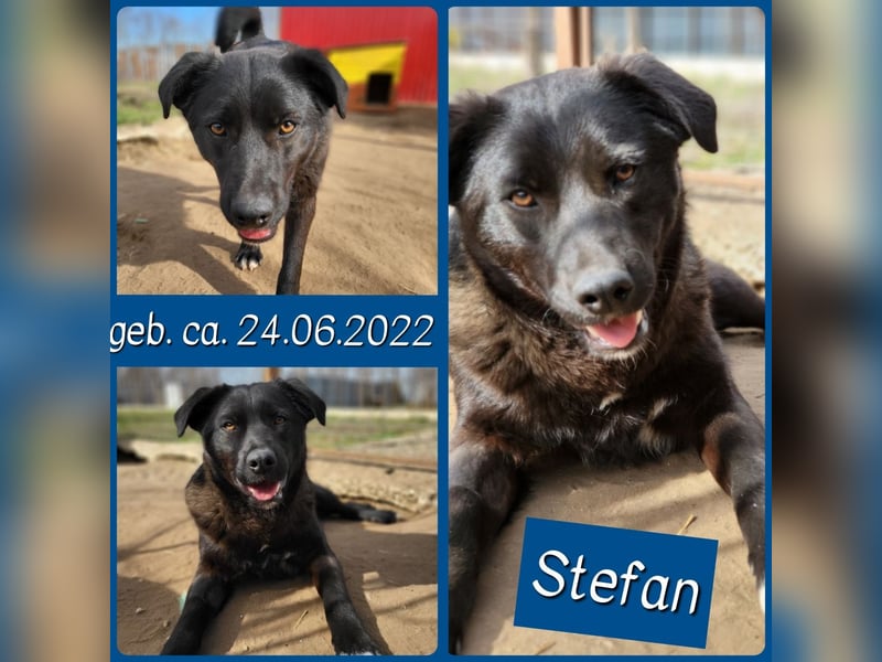 Stefan, Bub, *ca. 24.06.2022, ca. mittelgroß, sozial, verspielt, menschenbezogen