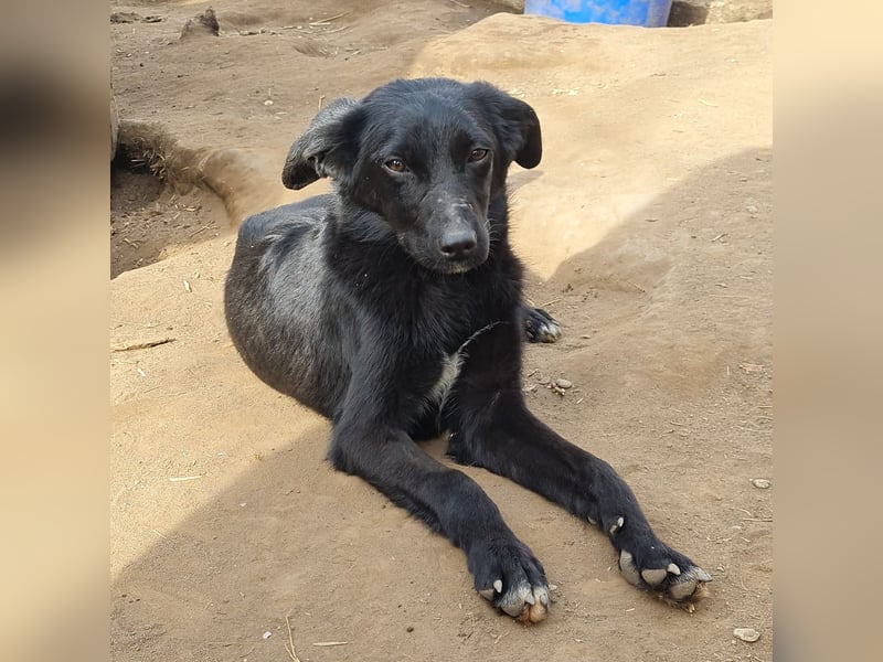 Velo, 1 ¾ jähriger Hundejunge, SH ca. mittelgroß, aufgeschlossen, freundlich, sozial, verschmust)