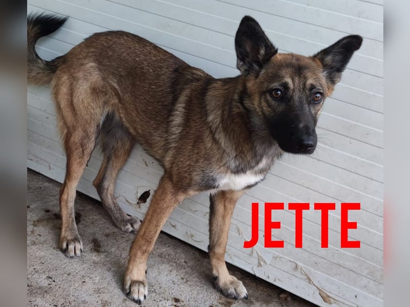 J E T T E , 3 ¼ jähriges Mädel, SH ca. mittelgroß-groß, zurückhaltend, lieb, vorsichtig