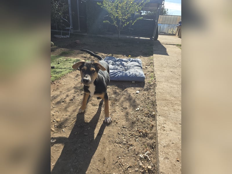 Umberto, Rüde, *ca. 25.05.2025, mittelgroß werdend, sanft, vorsichtig, interessiert