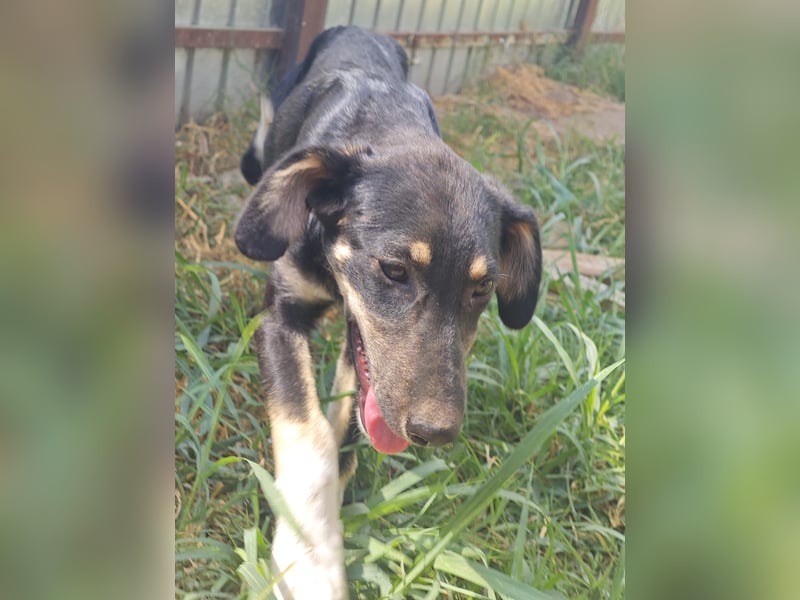 Cally, Hündin, *ca. 10.04.2025, ca. mittelgroß, freundlich, neugierig, sozial