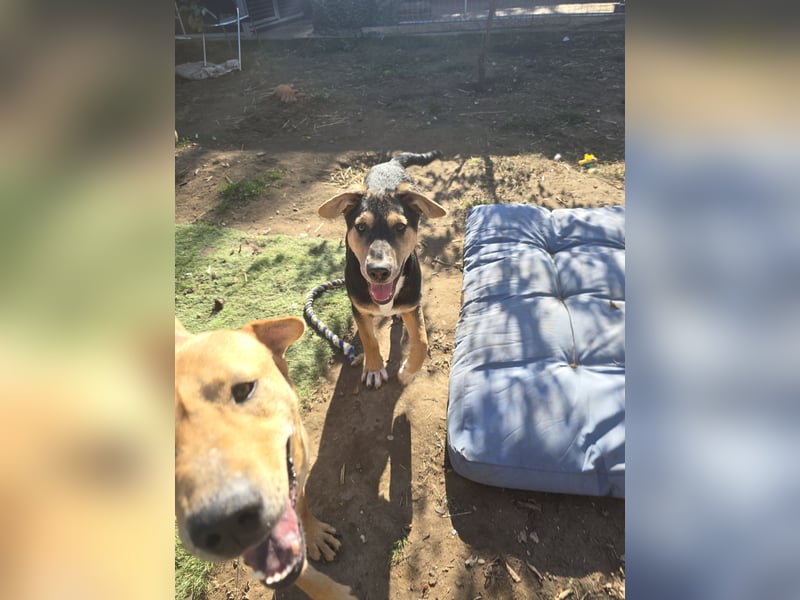 Umberto, Rüde, *ca. 25.05.2025, mittelgroß werdend, sanft, vorsichtig, interessiert