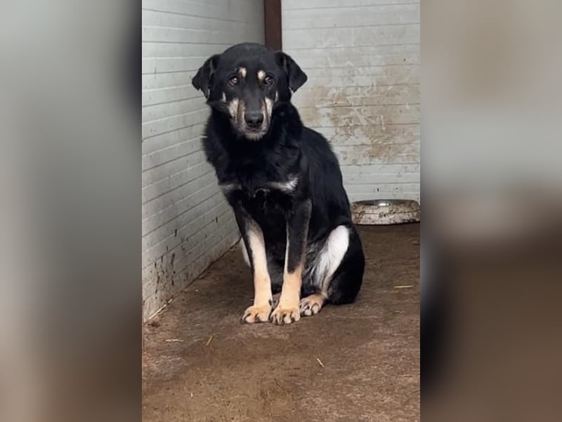 Maddy, mittelgroße Hündin, ca 6 Jahre, mittelgroß, schüchtern, vorsichtig, unterwürfig