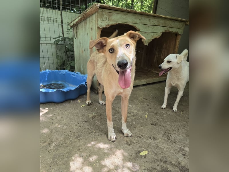 Dalton, ca, 2 ¼ jähriger Bub, SH ca. mittelgroß, freundlich, verspielt, sozial, verschmust