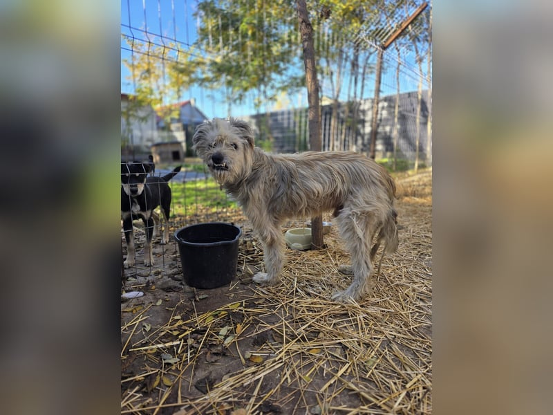 Toothy, Rüde, *ca. 01.11.2015, ca. kniehoch bis mittelgroß, Handicap, sanft, dankbar, fast blind