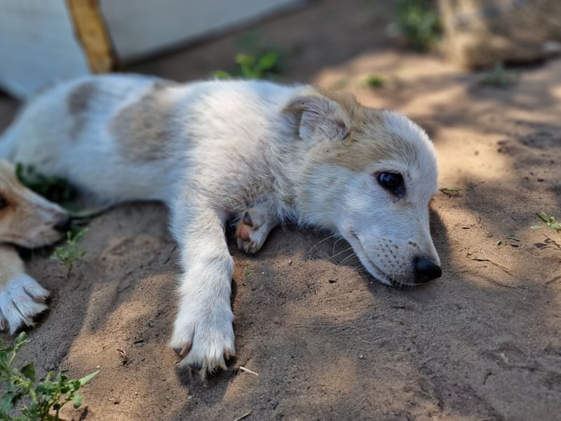 Fraser, 3-jähriger Bub, SH ca. mittelgroß, freundlich, sozial, verspielt, vorsichtig