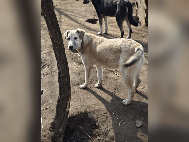 Paulinchen, Hündin, *ca. 03.06.2025, kniehoch bis mittelgroß, verschmust, freundlich, neugierig, ver
