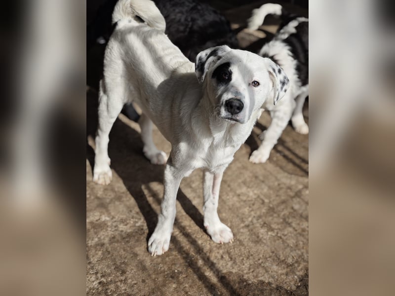 Tofu, Rüde, *ca. 10.09.2025, SH ca. kniehoch bis mittelgroß werdend, menschenbezogen, neugierig, lie