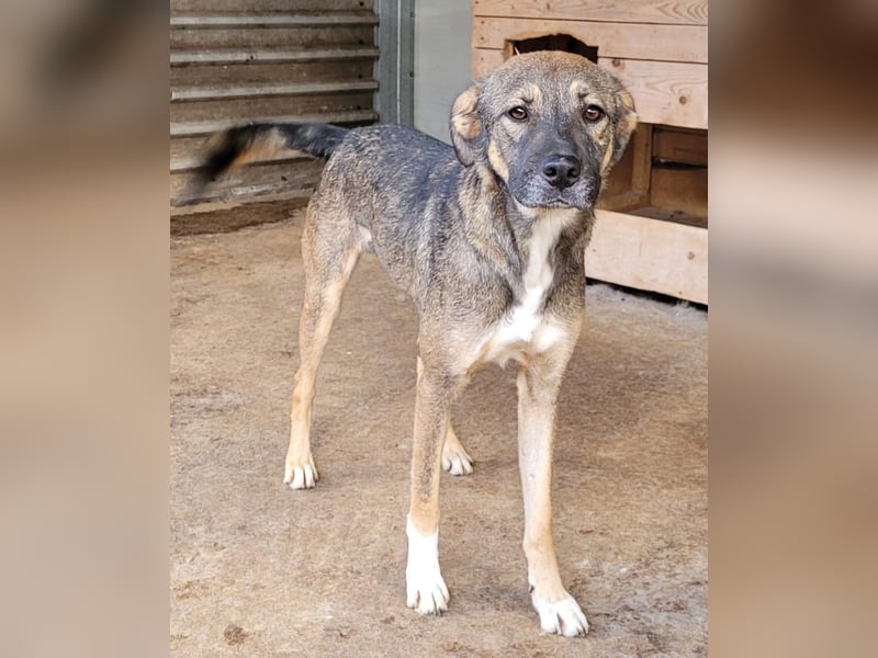 Reef, fast 2jähriger Bub , SH ca. mittelgroß, freundlich, verspielt, neugierig, sozial