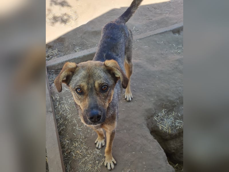 Como, 3-jähriger Bub, mittelgroß, freundlich, aufgeschlossen, sozial