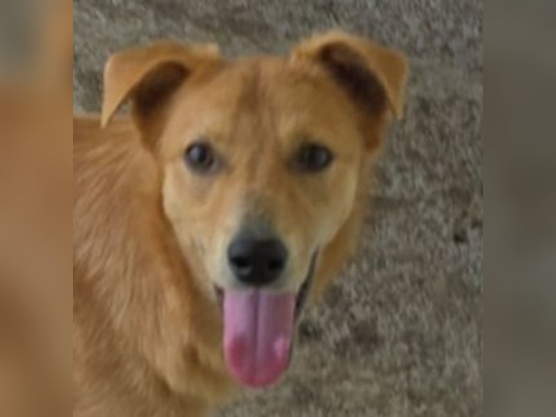 Anja, Hündin, *ca. 15.10.2024, ca. 50 cm, vorsichtig, liebevoll, sozial