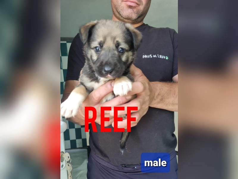 Reef, fast 2jähriger Bub , SH ca. mittelgroß, freundlich, verspielt, neugierig, sozial