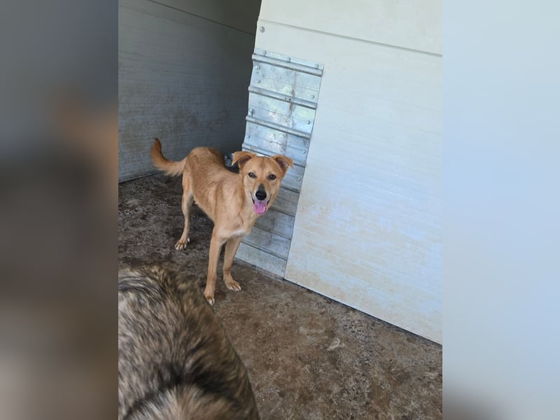 Anja, Hündin, *ca. 15.10.2024, ca. 50 cm, vorsichtig, liebevoll, sozial