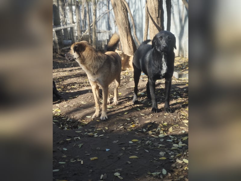 Ivan, Rüde,*ca. 14.06.2024, ca. mittelgroß, freundlich, zurückhaltend, ausgeglichen