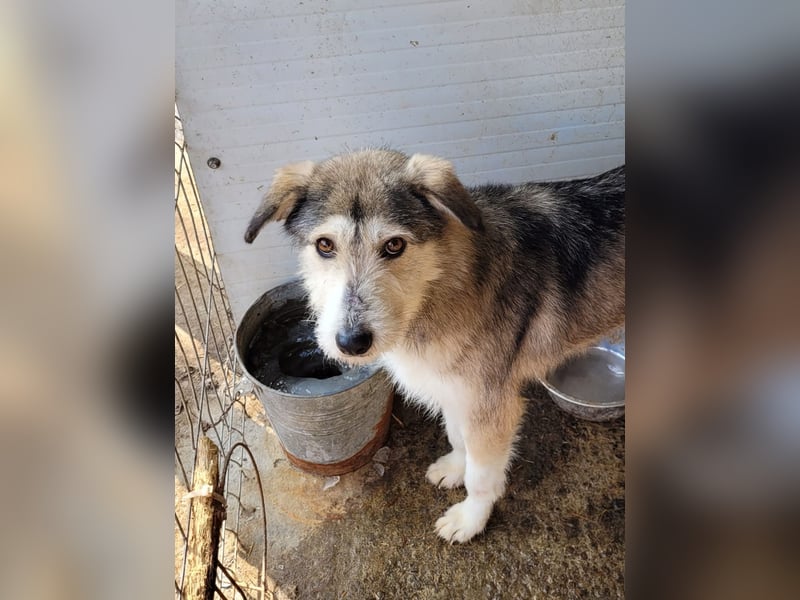 Loony , Hündin, *ca. 12.06.2023, ca. mittelgroß, zurückhaltend, sozial, sanft