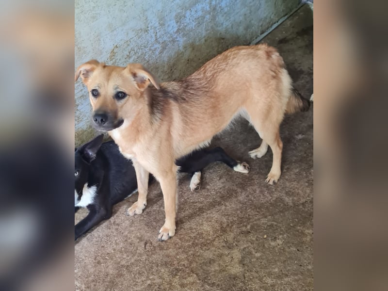 Rica, bald 2 jähriges Mädel, SH ca. mittelgroß, freundlich, sozial, aufgeweckt, verschmust