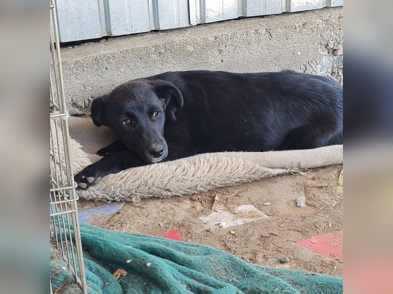 Loki, Hündin, *ca. 20.12.2024, ca. mittelgroß, feinfühlig, neugierig, (noch) zurückhaltend