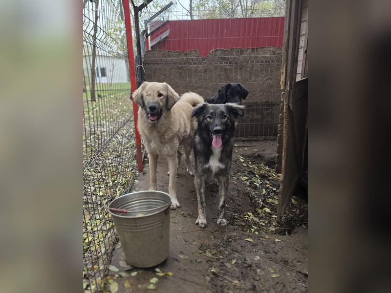 Winnie, Rüde, *ca. 29.10.2024, ca. mittelgroß bis groß, sehr sozial, neugierig, lebensfroh