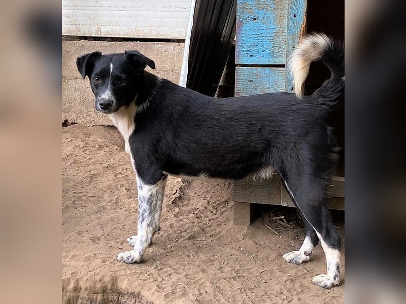 Mable, 4-jähriges Mädchen, SH ca. 55 cm, quirlig, freundlich, sozial, verspielt