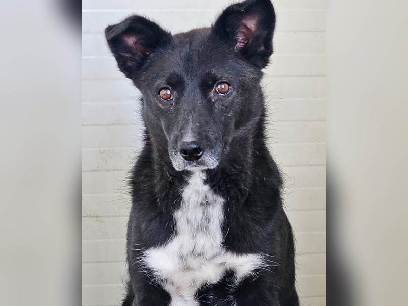 Melody, 6jährigen Hundedame, ca. mittelgroß, schüchtern, neugierig, lieb, sozial