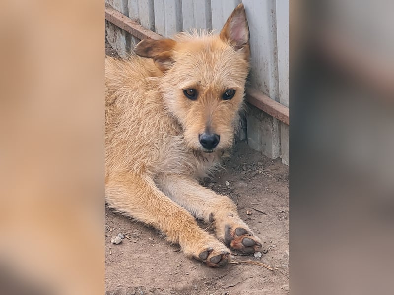 Denise, Mädel, *ca.23.02.2023, ca. mittelgroß, freundlich, verschmust, neugierig, sozial