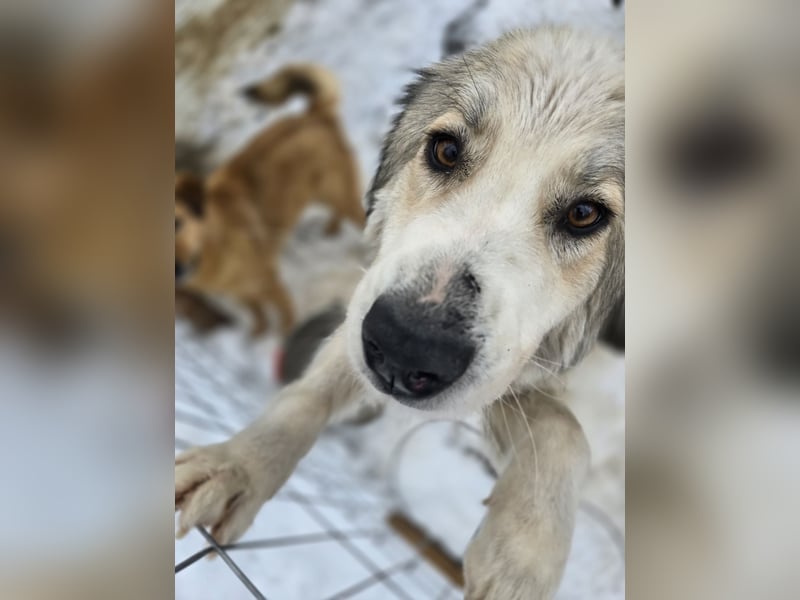 Asja, Hündin, *ca. 18.04.2022, SH ca. mittelgroß, freundlich, aufgeschlossen, verschmust, sozial