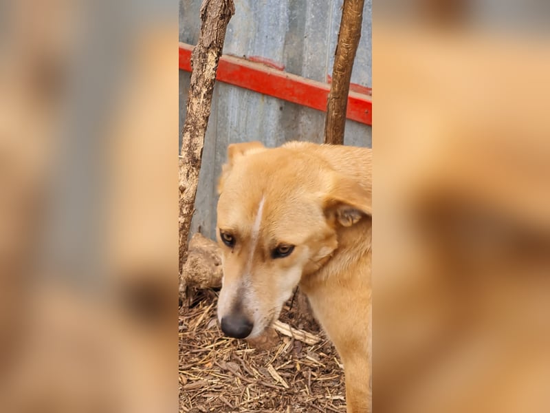 Dalton, ca, 2 ¼ jähriger Bub, SH ca. mittelgroß, freundlich, verspielt, sozial, verschmust