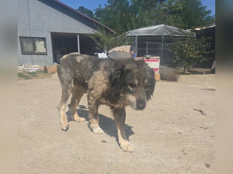 Dragos, Rüde, *ca. 15.9.2014, ca. mittelgroß, liebt Menschen, verspielt, dominant