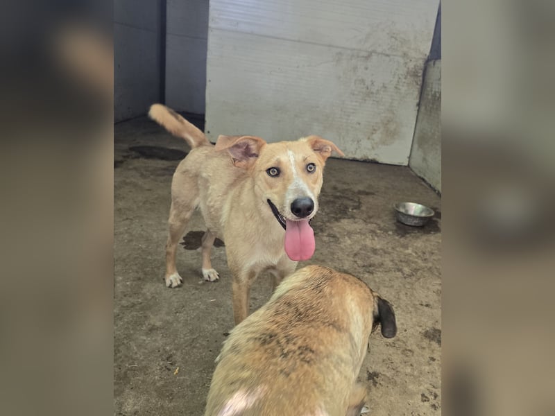 Dalton, ca, 2 ¼ jähriger Bub, SH ca. mittelgroß, freundlich, verspielt, sozial, verschmust