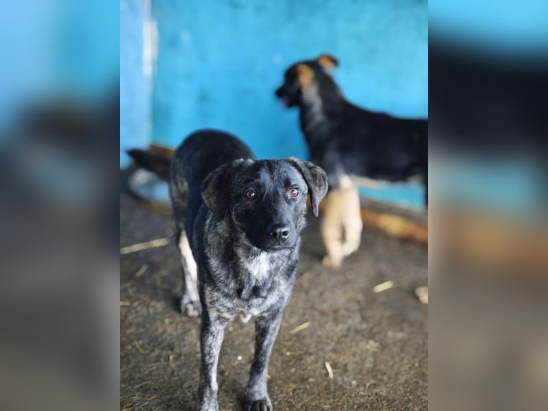 Isak, Rüde, *ca. 14.06.2024, ca. mittelgroß, sehr sozial, ausgeglichen, freundlich