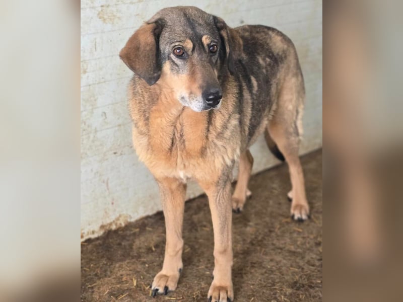 Tiffy, eine 8-jährige Hündin, mittelgroß, sozial, ängstlich, zögerlich,