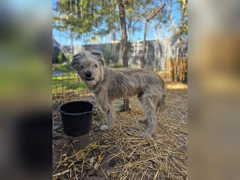 Toothy, Rüde, *ca. 01.11.2015, ca. kniehoch bis mittelgroß, Handicap, sanft, dankbar, fast blind