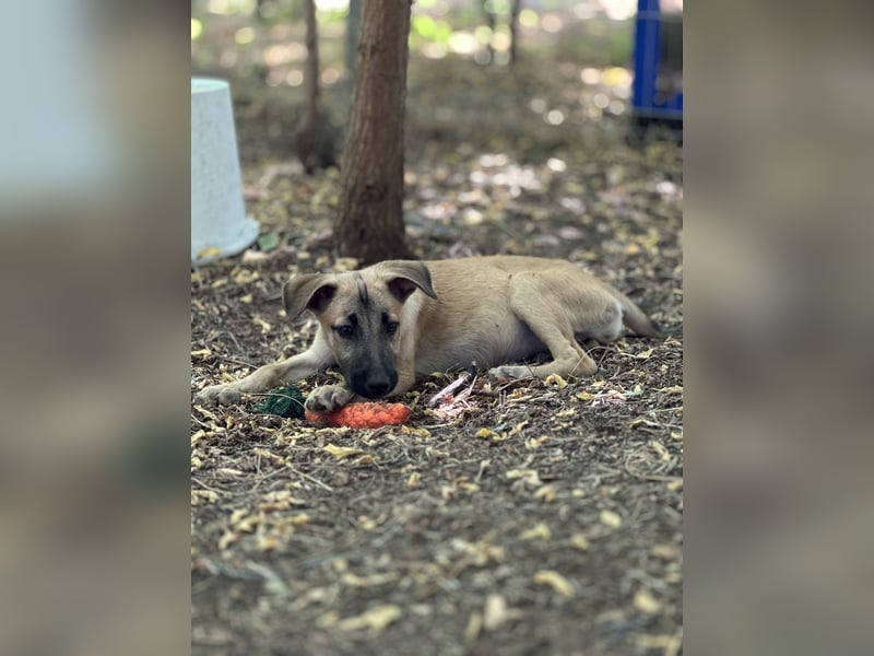 Mirella, mittelgroße Junghündin, fast 2 Jahre, verspielt, interessiert, entspannt, lieb