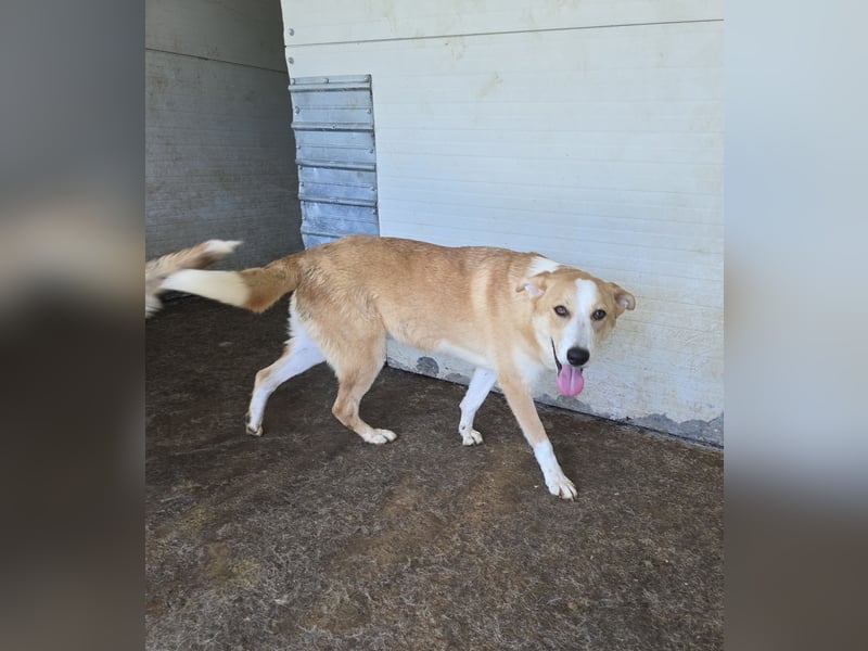 Matteo, Rüde, *ca. 09.10.2024, SH ca. 55-60 cm, freundlich, verschmust, unsicher, schreckhaft