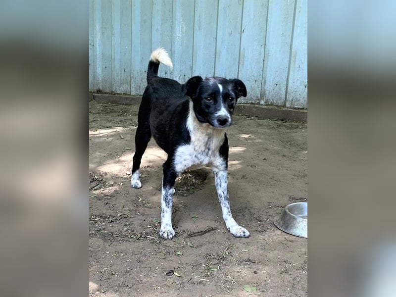 Mable, 4-jähriges Mädchen, SH ca. 55 cm, quirlig, freundlich, sozial, verspielt