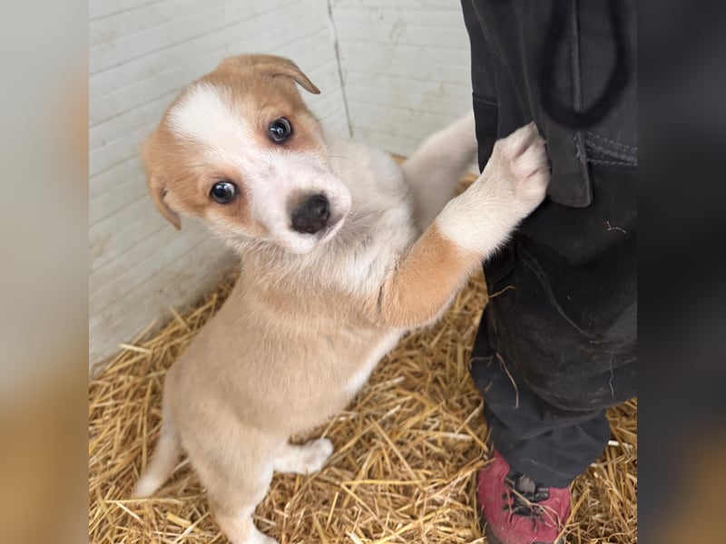 Matteo, Rüde, *ca. 09.10.2024, SH ca. 55-60 cm, freundlich, verschmust, unsicher, schreckhaft