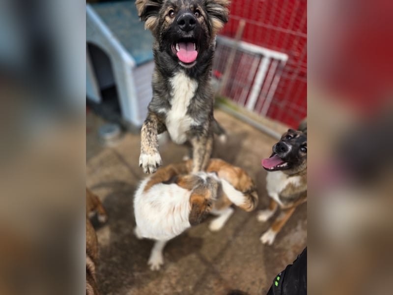 Winnie, Rüde, *ca. 29.10.2024, ca. mittelgroß bis groß, sehr sozial, neugierig, lebensfroh