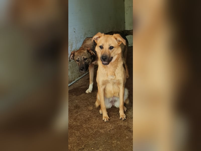 Rica, bald 2 jähriges Mädel, SH ca. mittelgroß, freundlich, sozial, aufgeweckt, verschmust