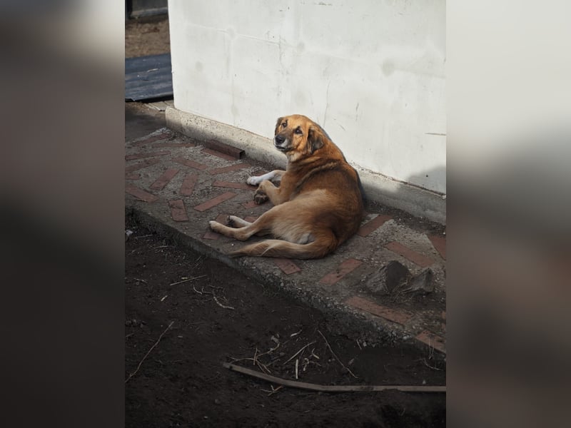 Arthos, Rüde, *ca. 20.10.2016, ca. mittelgroß, verschmust, aktiv, sozial, freundlich