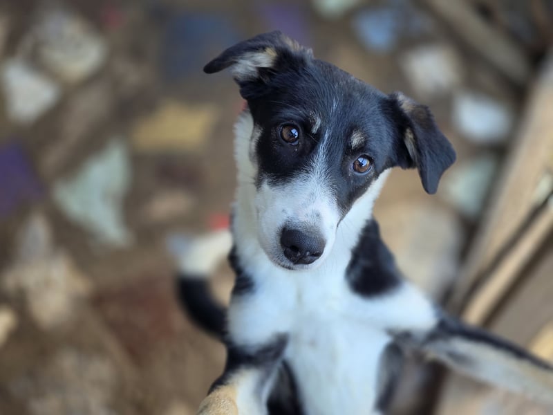 Catrina, Hündin, *ca. 10.04.2025, ca. mittelgroß, verschmust, aufmerksam, wissbegierig