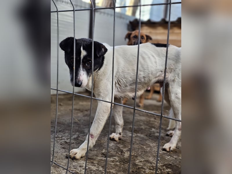 Maria , Hündin, *ca. 03.01.2014, SH mittelgroß, schüchtern, zurückhaltend, neugierig